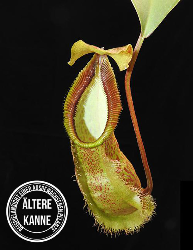 Nepenthes spathulata x hamata BE-3793
