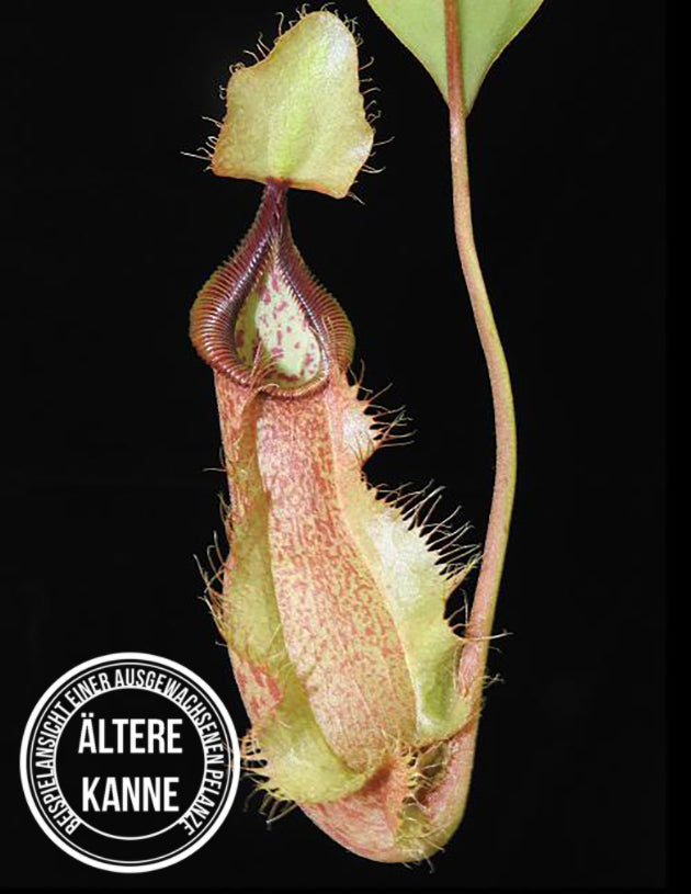 Nepenthes spathulata x hamata BE-3793
