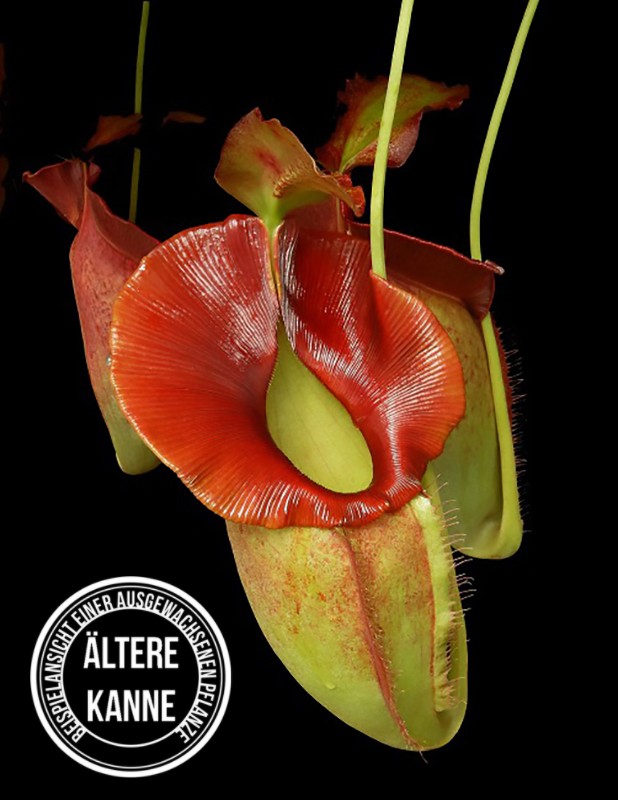 Nepenthes spathulata x jacquelineae BE-3883