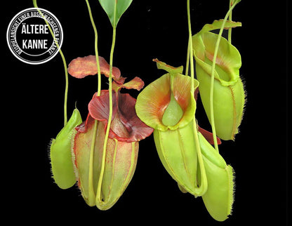 Nepenthes spathulata x jacquelineae BE-3883