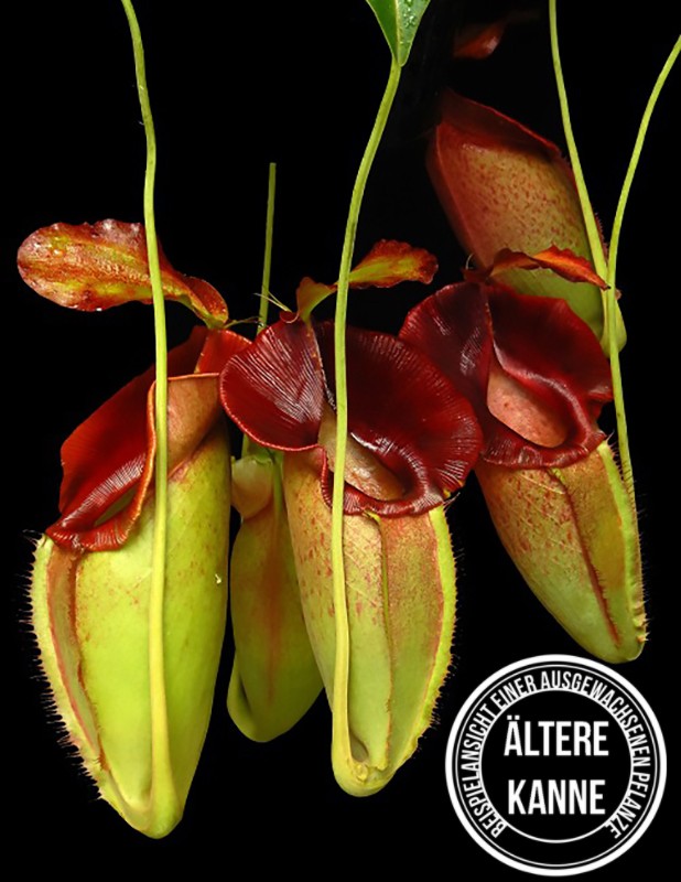 Nepenthes spathulata x jacquelineae BE-3883