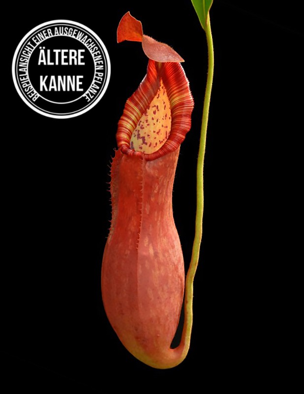 Nepenthes petiolata BE-3913