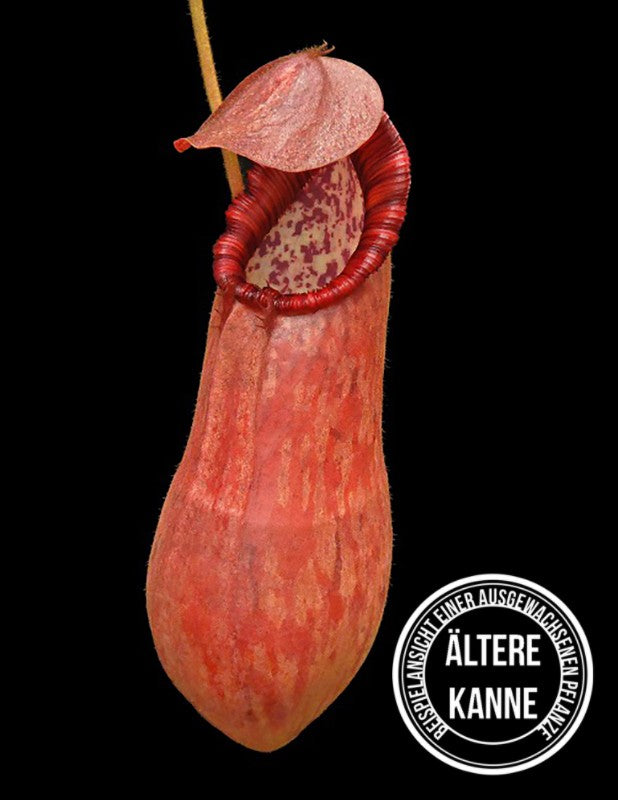 Nepenthes petiolata BE-3913