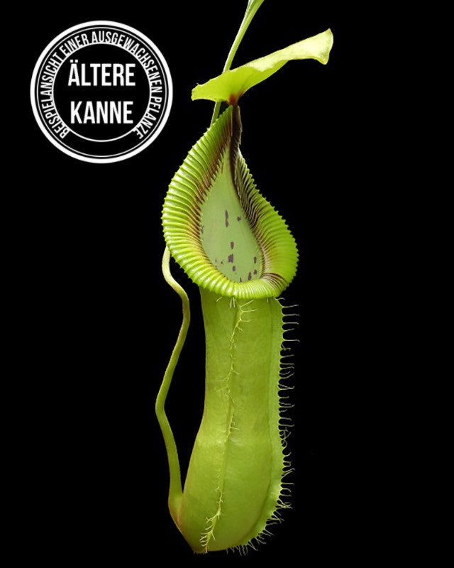 Nepenthes robcantleyi x hamata BE-3958