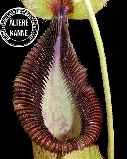 Nepenthes robcantleyi x hamata BE-3958