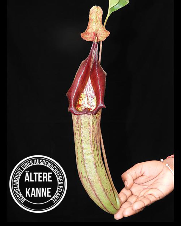 Nepenthes maxima x robcantleyi BE-3963