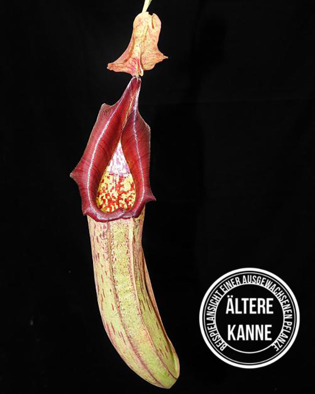 Nepenthes maxima x robcantleyi BE-3963
