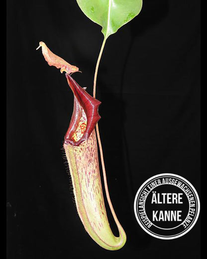 Nepenthes maxima x robcantleyi BE-3963