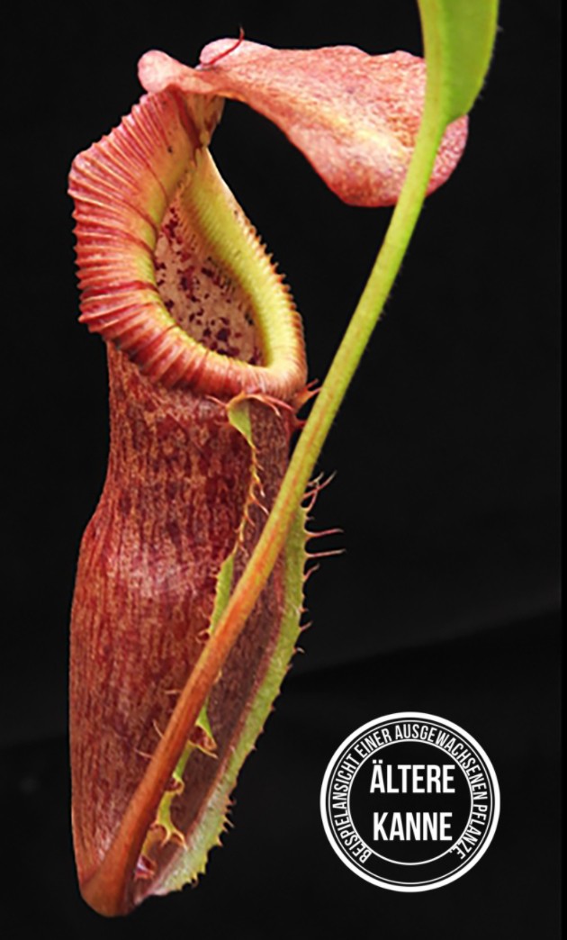 Nepenthes singalana x (burbidgeae x edwardsiana) BE-3984