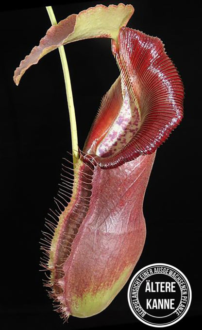 Nepenthes spathulata x singalana BE-4004