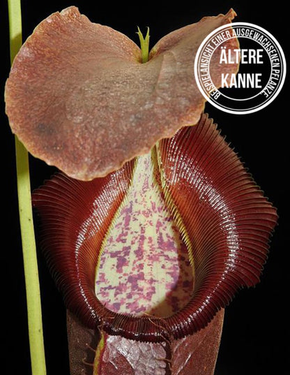 Nepenthes spathulata x singalana BE-4004