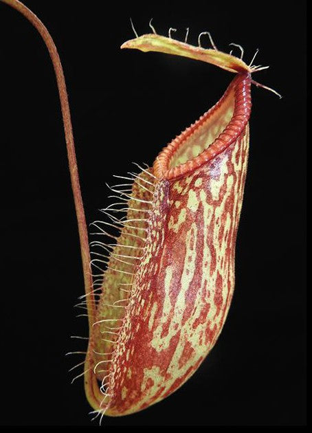 Nepenthes glabrata x hamata BE-4005