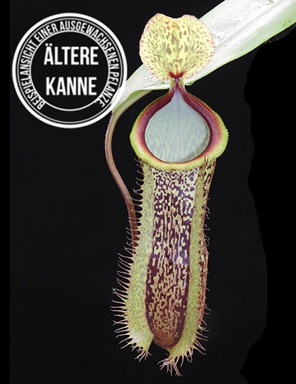 Nepenthes hamata x platychila BE-4043