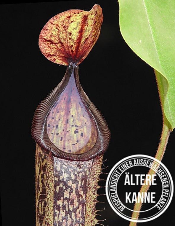 Nepenthes hamata x platychila BE-4043