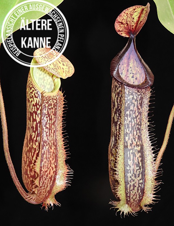 Nepenthes hamata x platychila BE-4043