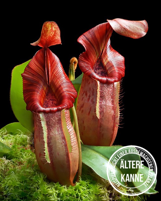 Nepenthes petiolata x veitchii BE-4047