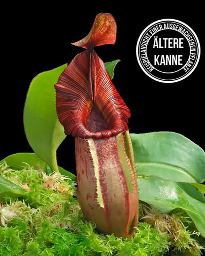 Nepenthes petiolata x veitchii BE-4047