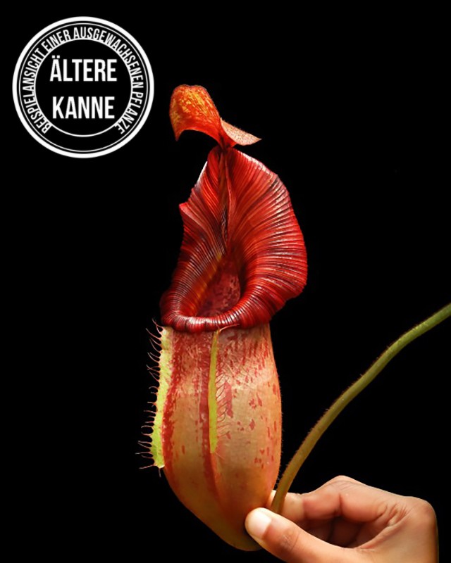 Nepenthes petiolata x veitchii BE-4047