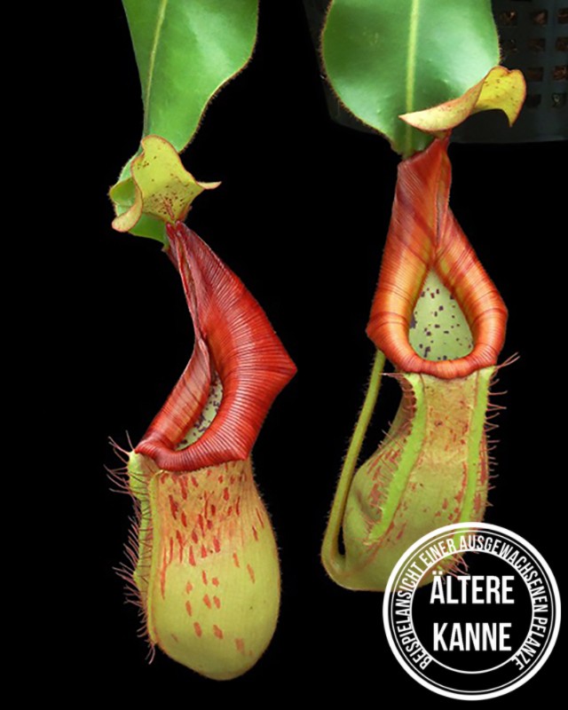 Nepenthes petiolata x veitchii BE-4047