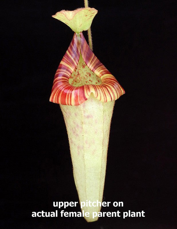 Nepenthes platychila BE-4065