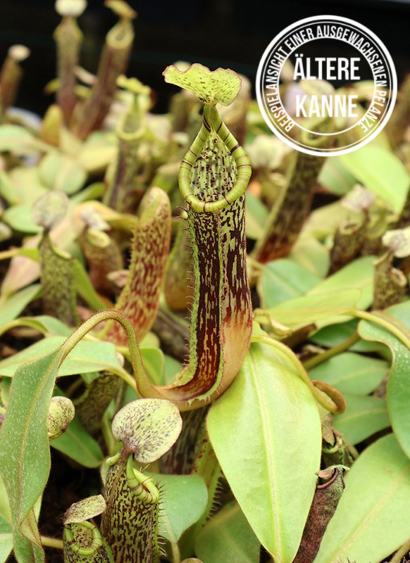 Nepenthes platychila BE-4065