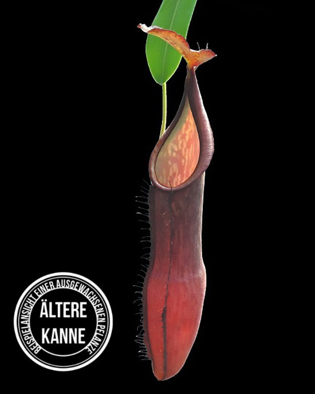 Nepenthes sanguinea BE-4066