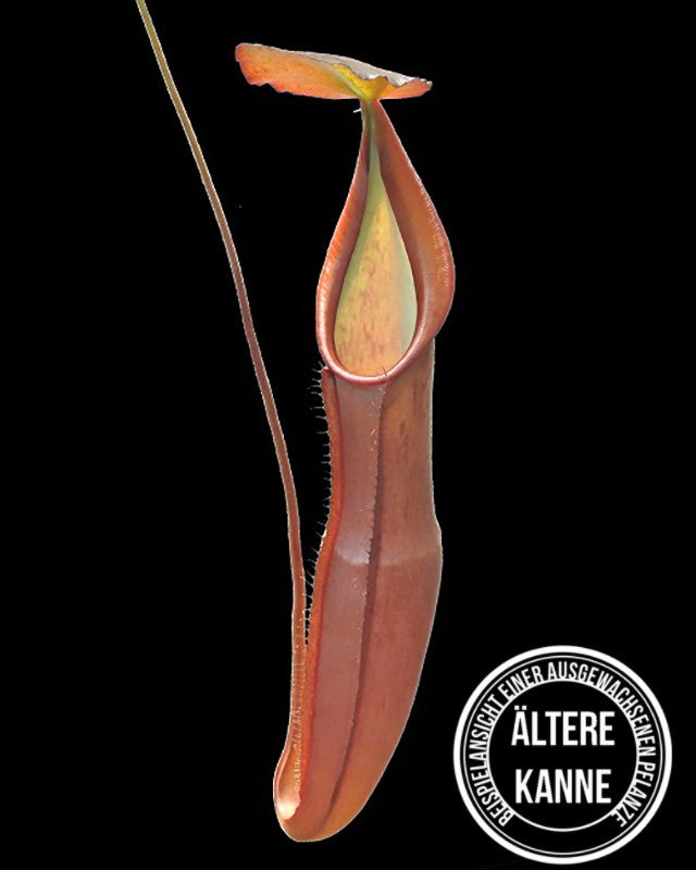 Nepenthes sanguinea BE-4066