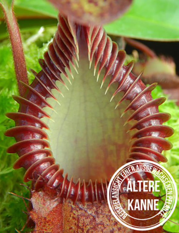 Nepenthes villosa x hamata BE-4099