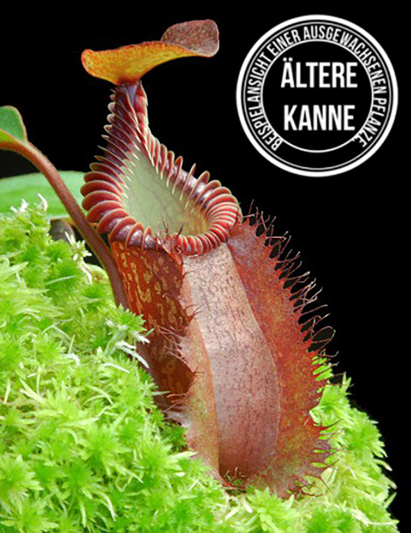 Nepenthes villosa x hamata BE-4099