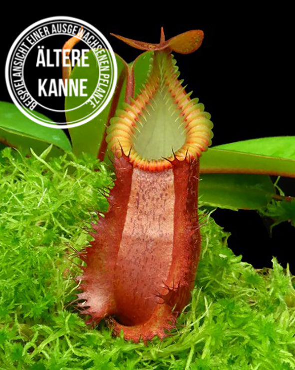 Nepenthes villosa x hamata BE-4099