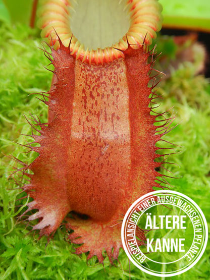 Nepenthes villosa x hamata BE-4099