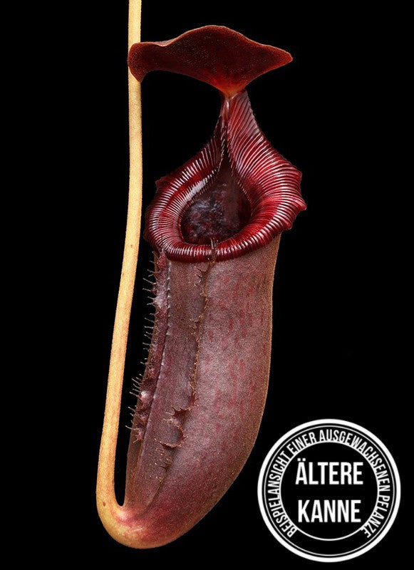 Nepenthes rajah x lowii BE-4502