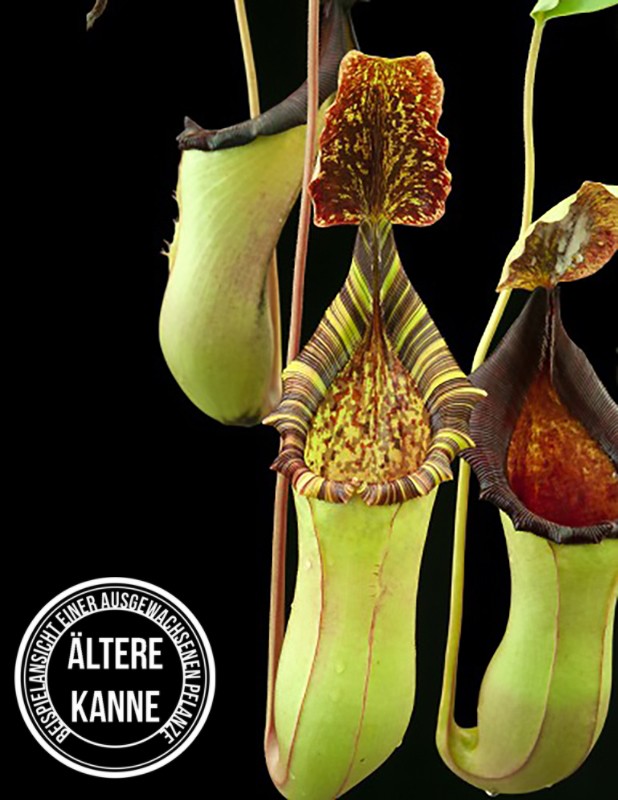 Nepenthes veitchii x lowii BE-4508