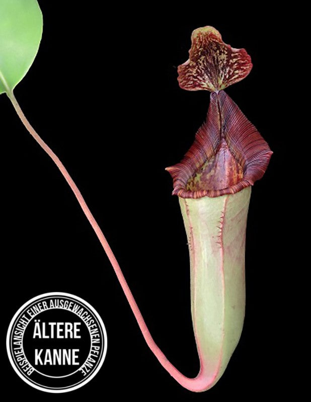 Nepenthes veitchii x lowii BE-4508