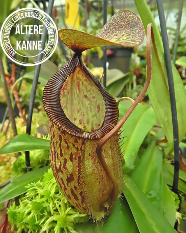 Nepenthes hamata x tenuis BE-4514