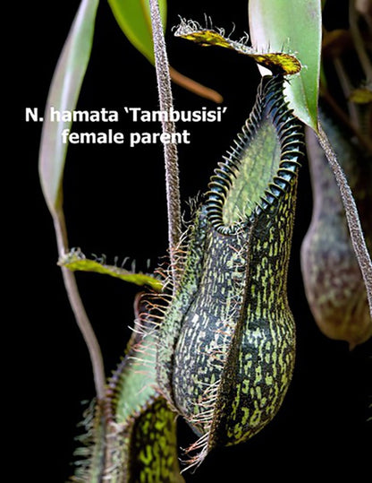 Nepenthes hamata x tenuis BE-4514