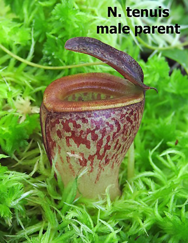 Nepenthes hamata x tenuis BE-4514