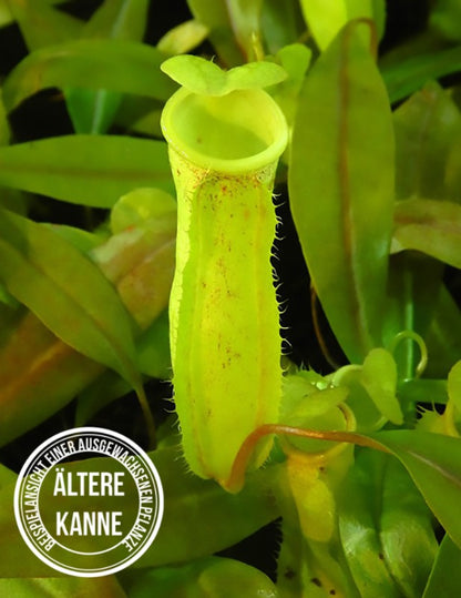 Nepenthes neoguineensis BE-4539