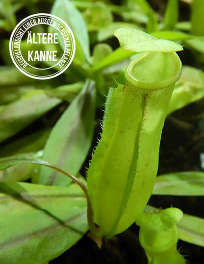 Nepenthes neoguineensis BE-4539