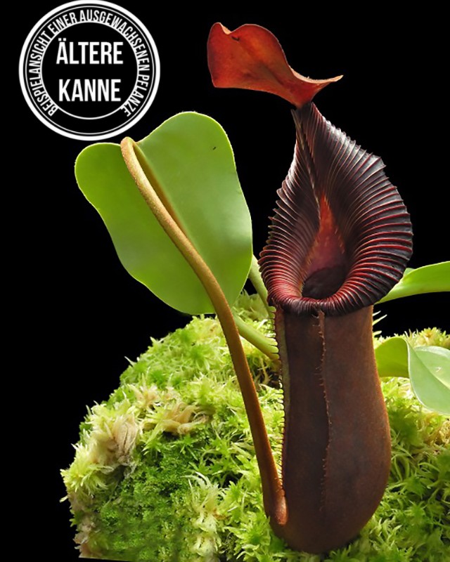 Nepenthes (lowii x macrophylla) x robcantleyi BE-4545