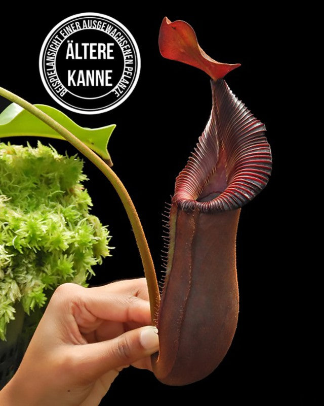 Nepenthes (lowii x macrophylla) x robcantleyi BE-4545