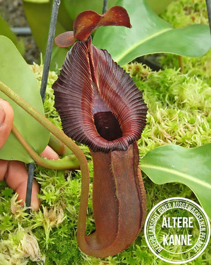 Nepenthes (lowii x macrophylla) x robcantleyi BE-4545