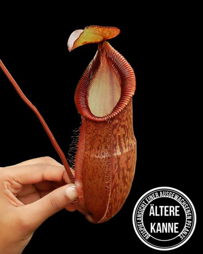 Nepenthes hamata x gymnamphora BE-4553