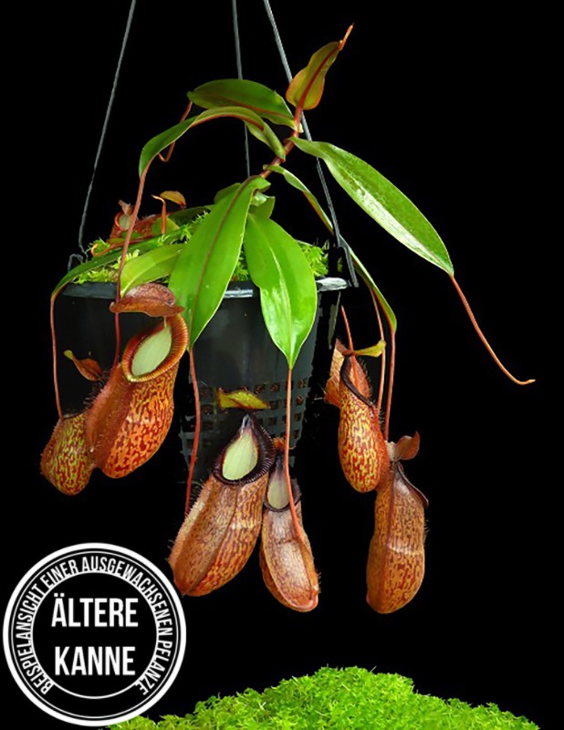 Nepenthes hamata x gymnamphora BE-4553