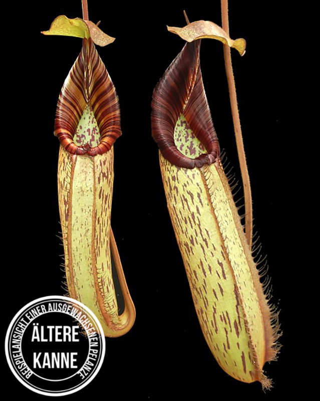 Nepenthes spectabilis x robcantleyi BE-4554