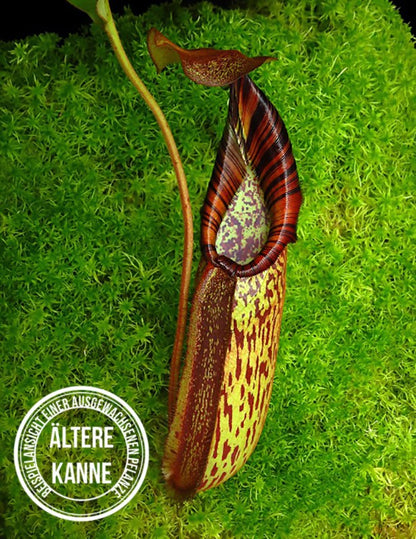 Nepenthes spectabilis x robcantleyi BE-4554