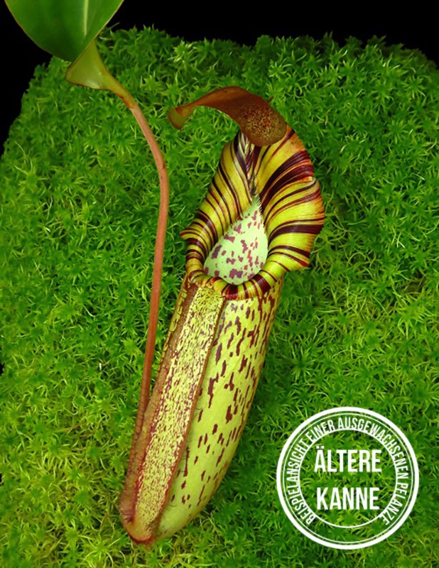 Nepenthes spectabilis x robcantleyi BE-4554