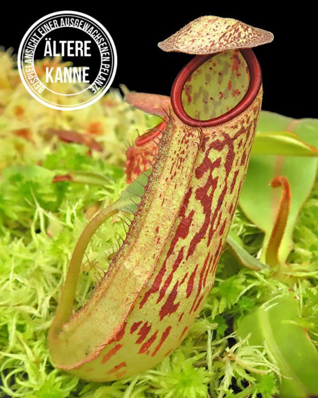 Nepenthes albomarginata x klossii BE-4557