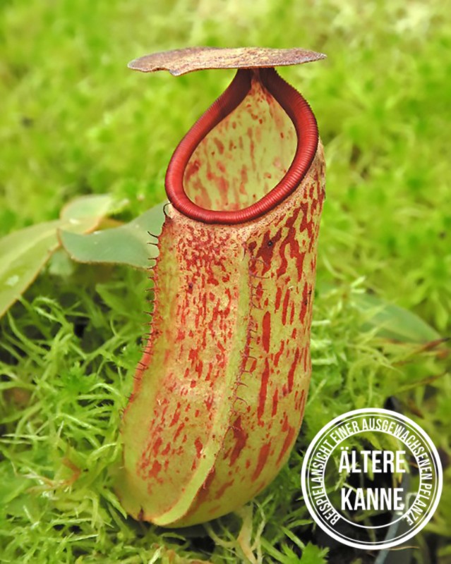 Nepenthes albomarginata x klossii BE-4557