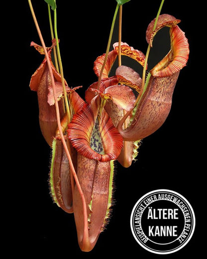 Nepenthes singalana x (burbidgeae x edwardsiana) BE-4558